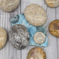 Fossilized Coral Palm Stones