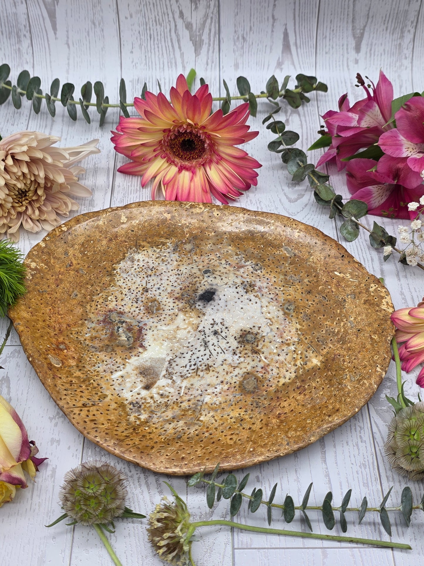 Fossilized Palm Root Plate