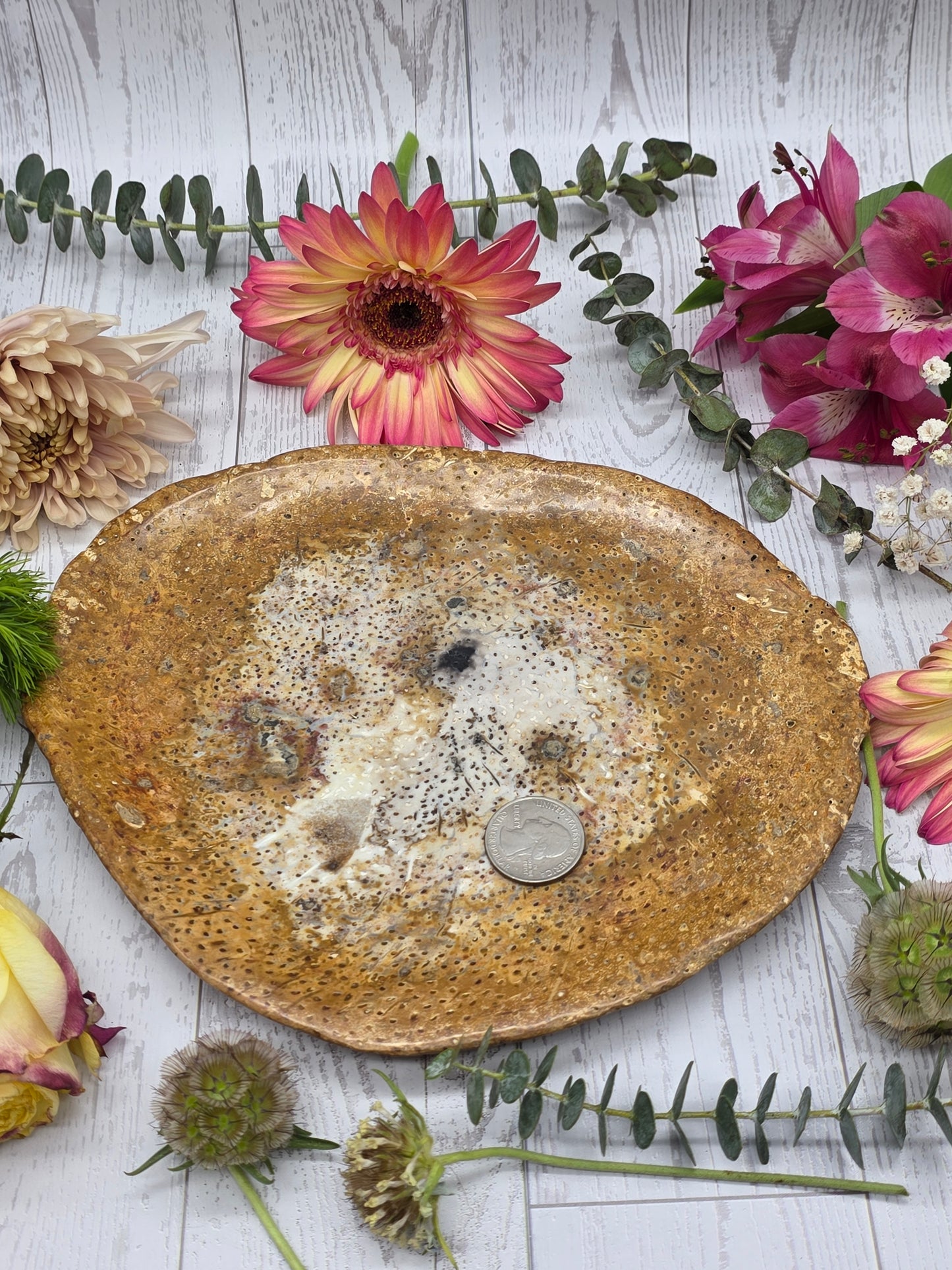 Fossilized Palm Root Plate