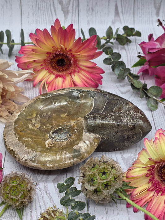 Fossilized Ammonite Bowl