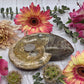 Fossilized Ammonite Bowl
