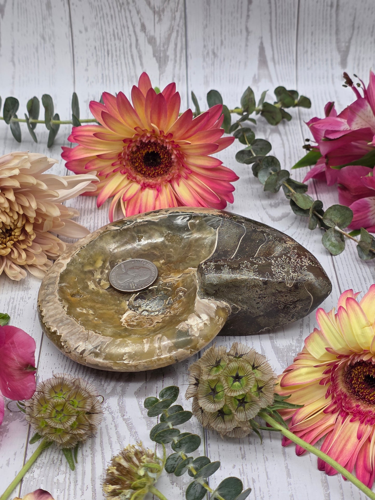 Fossilized Ammonite Bowl