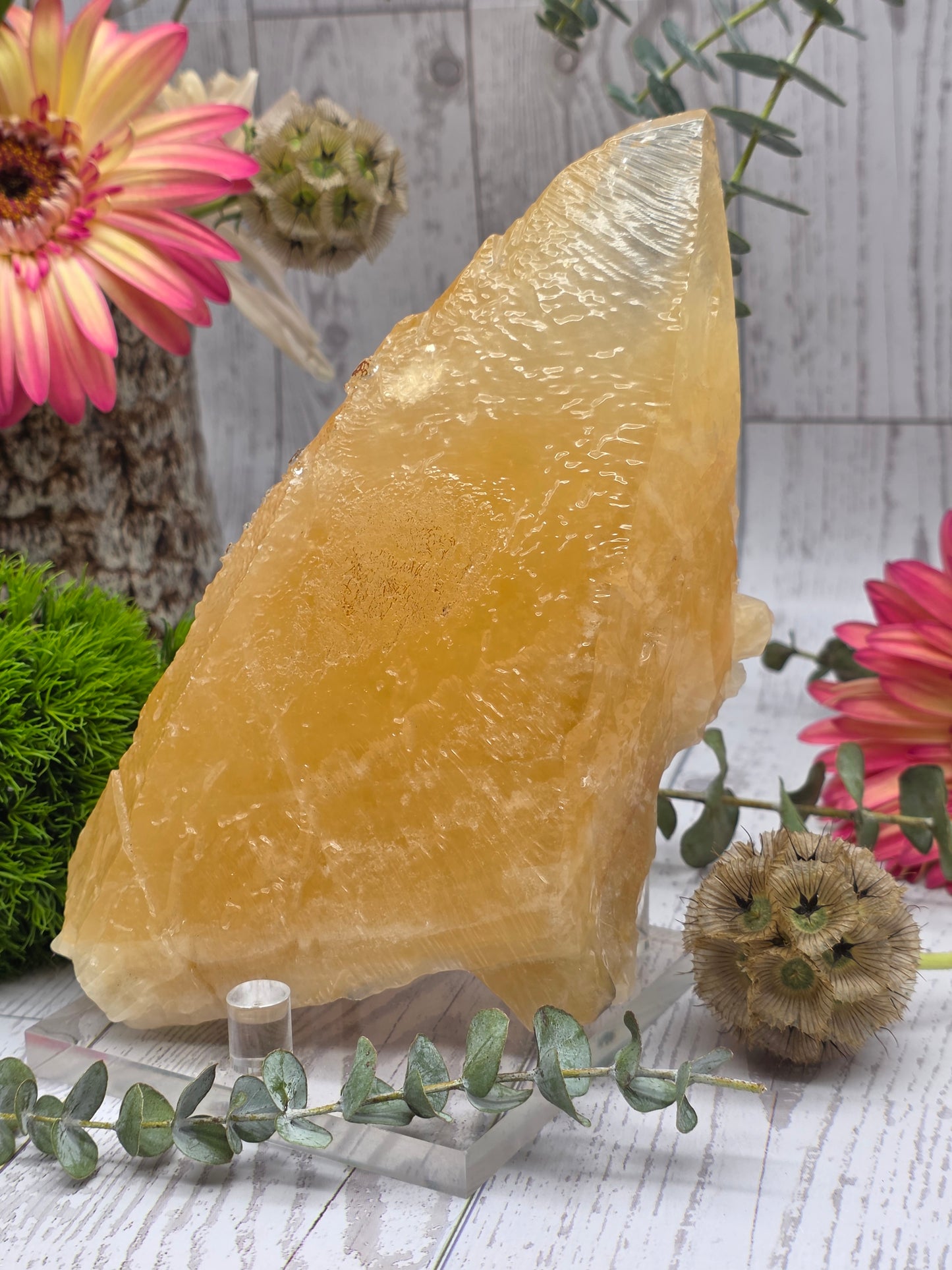 Honey Calcite Tooth