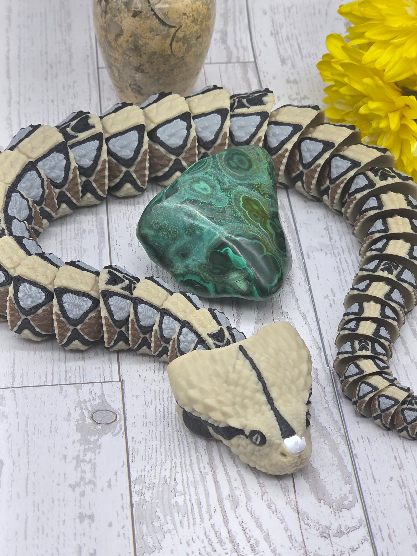 Malacholla Freeform
