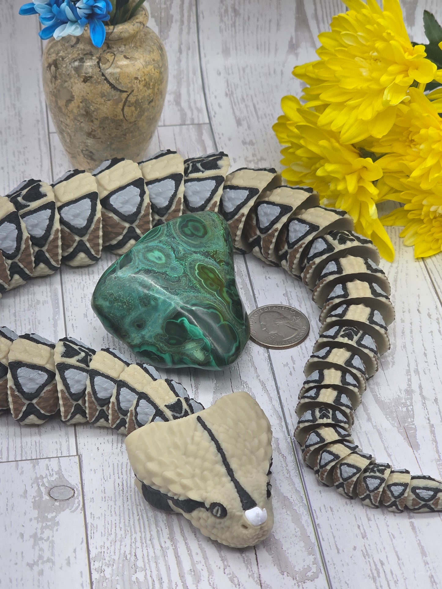 Malacholla Freeform