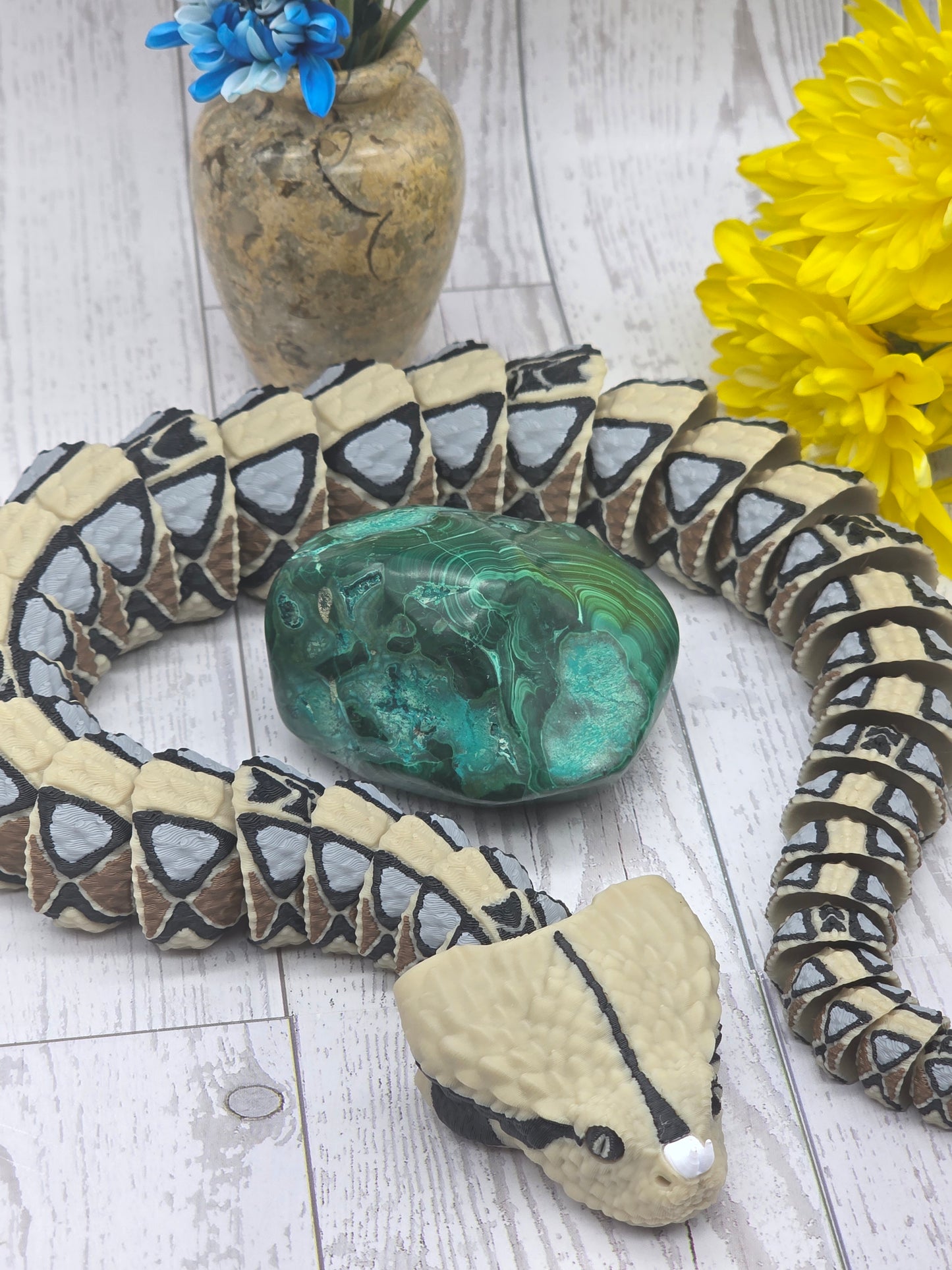 Malacholla Freeform
