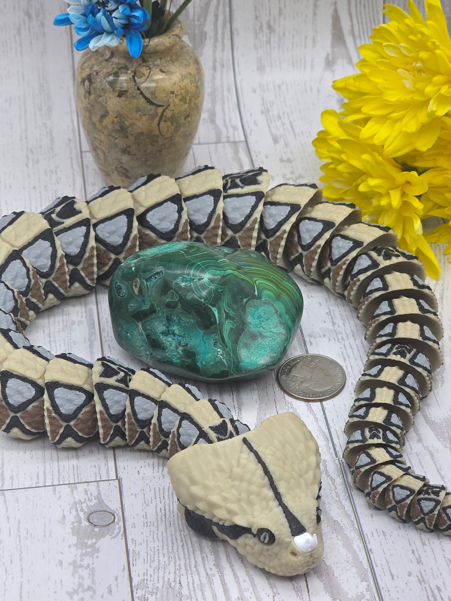 Malacholla Freeform