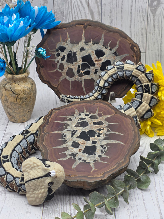Septarian Nodule Pair