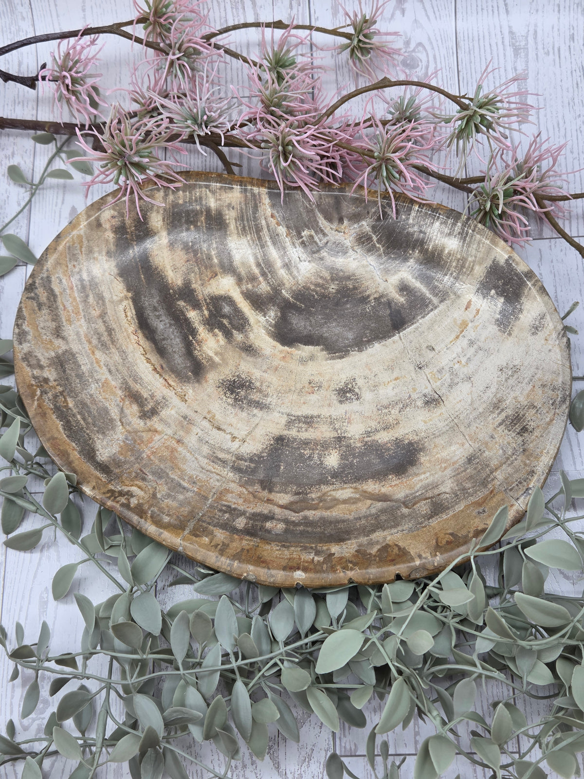 Petrified wood plate with brown and beige tones