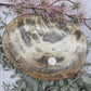 Petrified Wood Plate