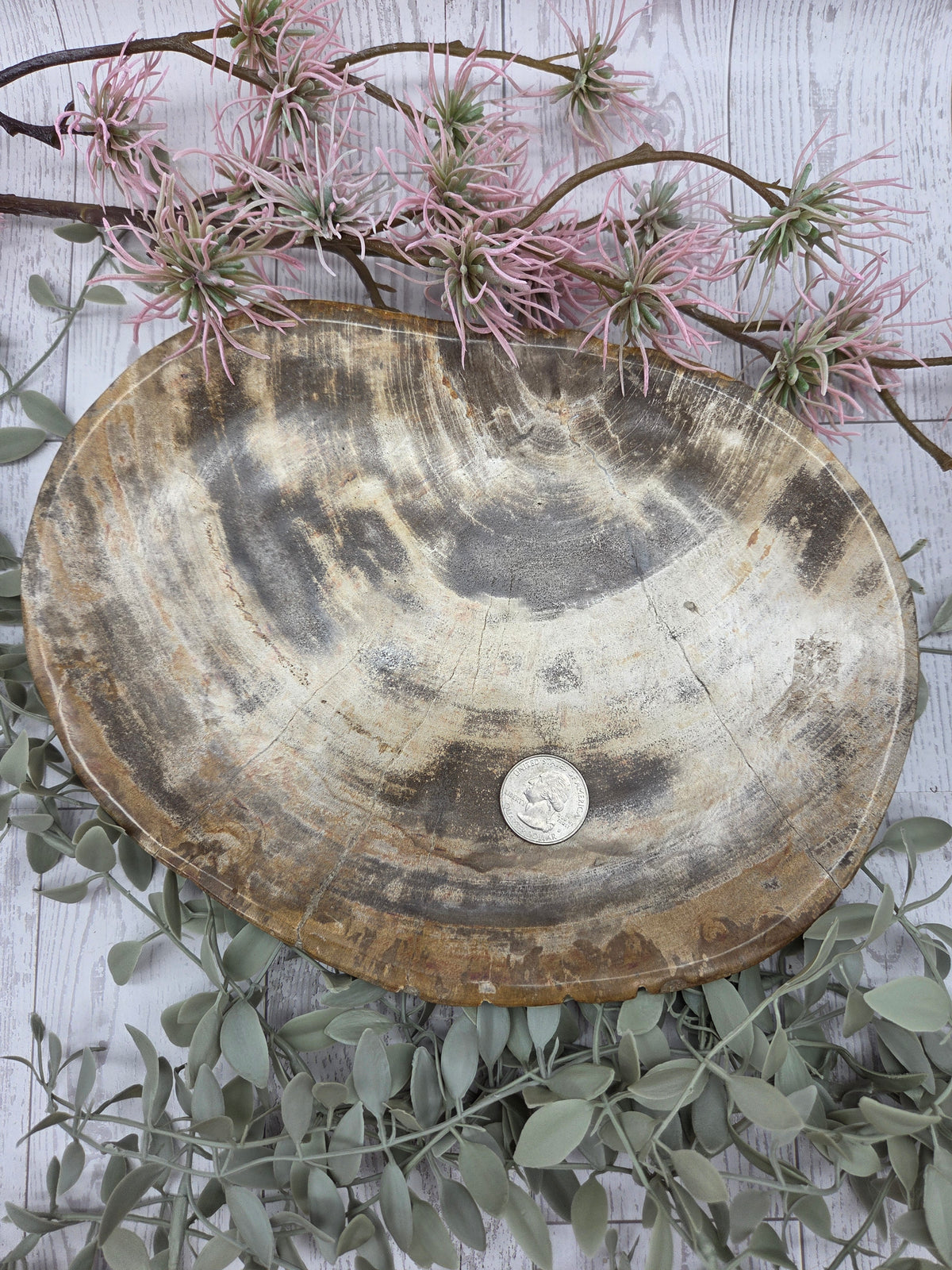 Petrified Wood Plate
