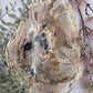 Petrified wood plate with brown and cream patterns