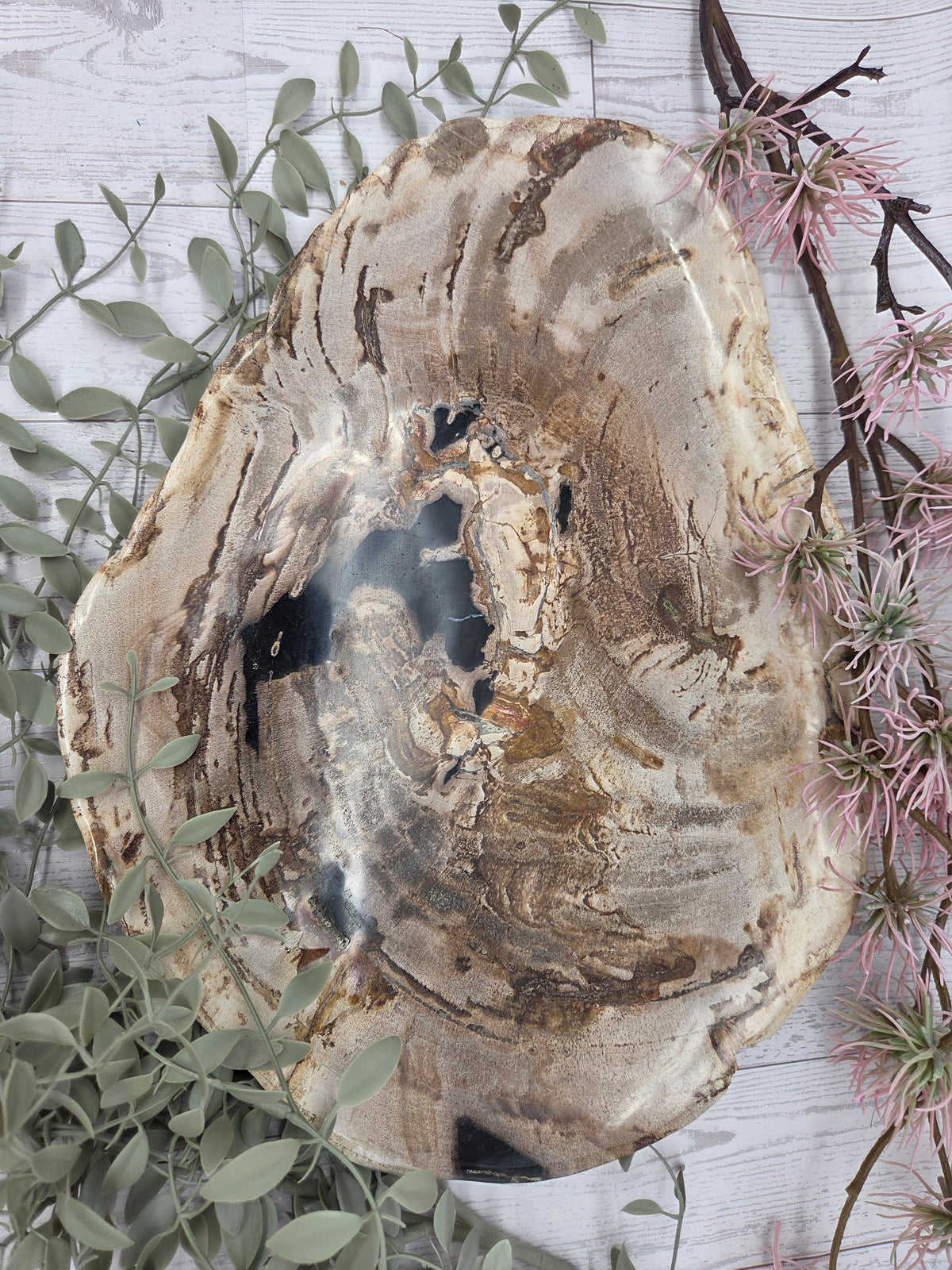 Petrified wood plate with brown and cream patterns