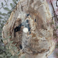 Petrified Wood Plate
