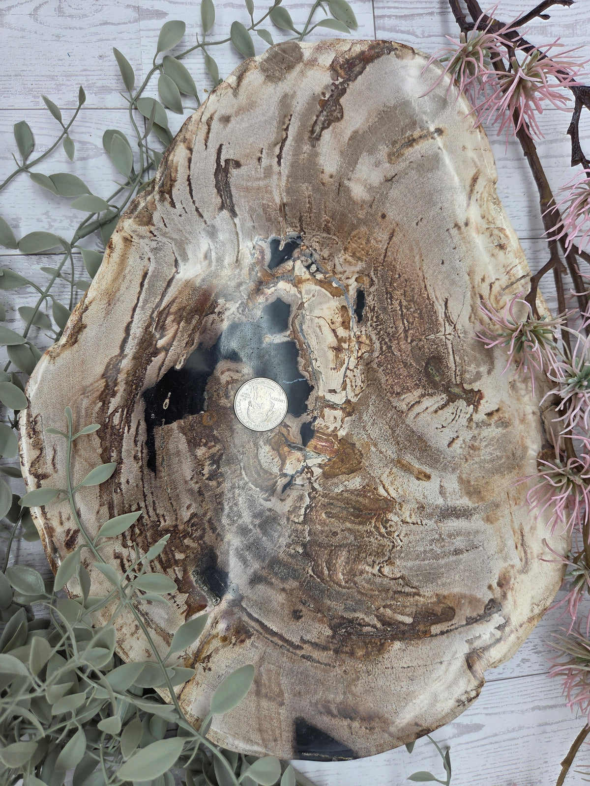 Petrified Wood Plate