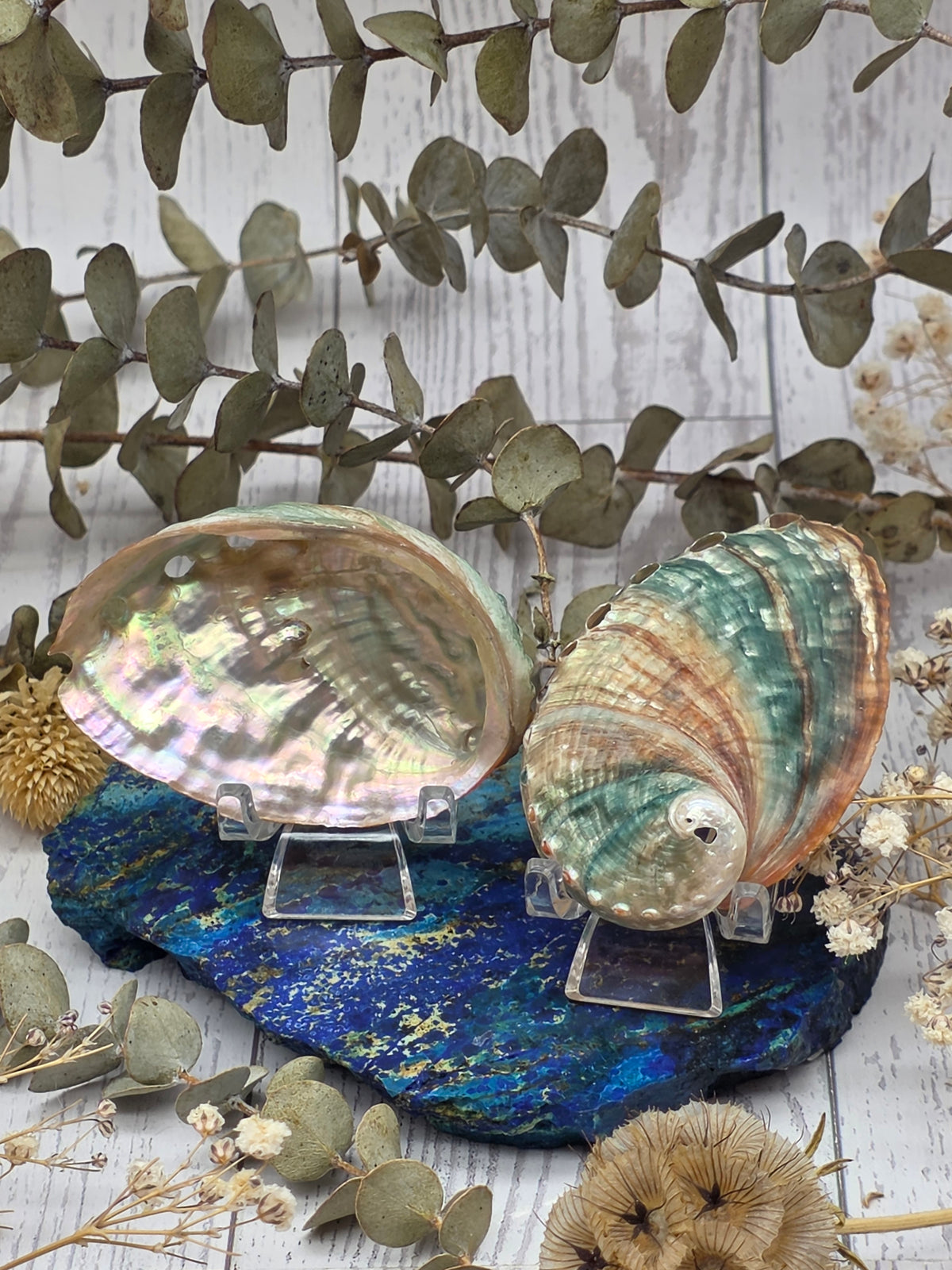 Iridescent abalone shells displayed on stands with a natural background