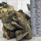 Barite with Pyrite Specimen - size reference